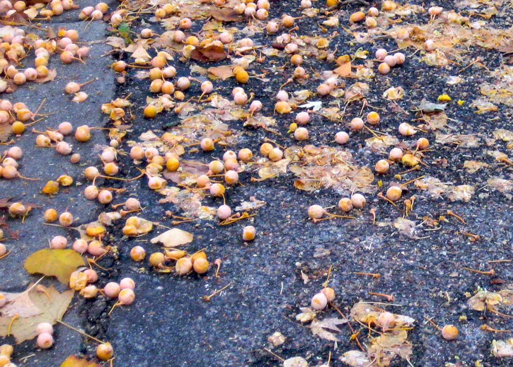 Stinky ginkgo seeds on the sidewalk.